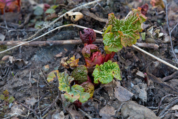 The young shoots of rhubarb. Aliens are already here 