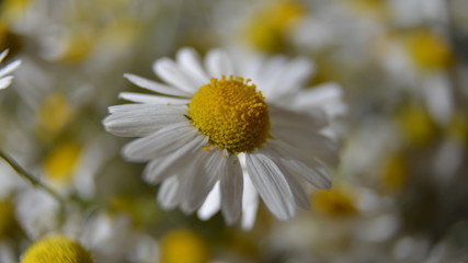 Fototapeta premium Daisy flower close-up