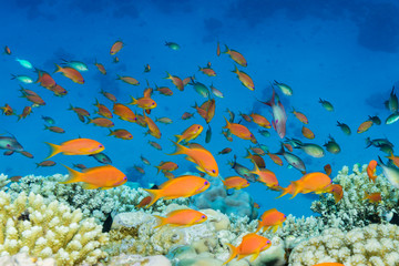 Fahnenbarsche am Korallenriff