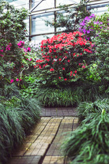 Fototapeta na wymiar Bright multicolored camellia bushes inside the greenhouse