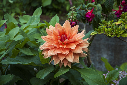Fototapeta Dahlia flower in the garen