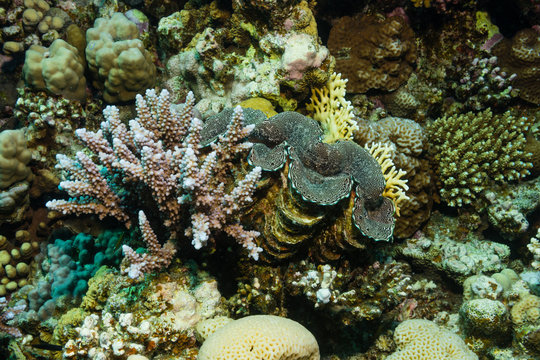 Riesenmuschel am Korallenriff