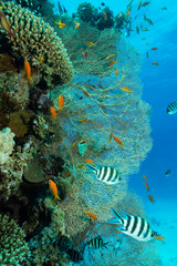 Fototapeta na wymiar Bunte Korallenlandschaft