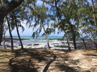 filaos sur la page ile maurice ile d'ambre