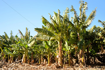 Fototapeta premium Plants of La Gomera