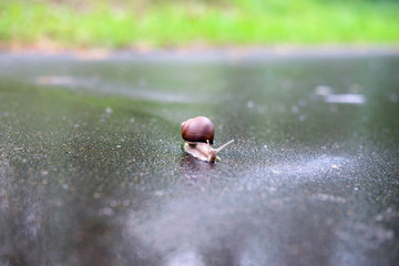 snail craweling across road