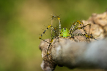 Image of Malagasy green lynx spider (Peucetia madagascariensis) on dry branches. Insect, Animal.