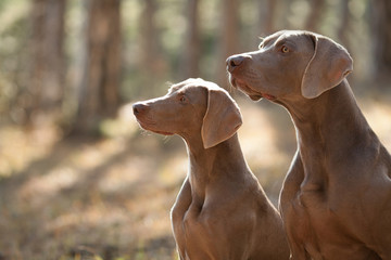 two beautiful hunting dogs breed Weimaraner for a walk in the forest portrait