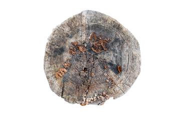 Old grey wooden stump isolated on the white background. Round cut down tree with annual rings as a wood texture. Path saved