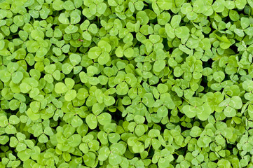 シロツメクサ  四つ葉のクローバー © kariphoto