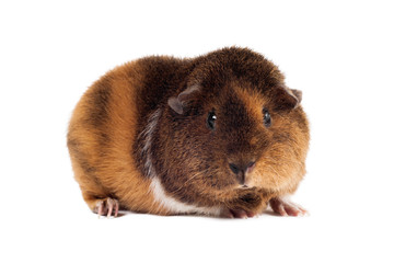 A red-brown guinea-pig of a Teddy breed sits at a half-turn and looks directly on a white background horizontal