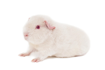 Young snow-white guinea pig albino of a breed of teddy sitting in a half-turn head to the left on a white background horizontal