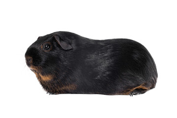 Black and tawny guinea pig of a Tang breed sits in a profile head to the left on a white background horizontal