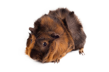Fototapeta premium Brown-red guinea pig male Abyssinian breed color chocolate-gold sits in a half-turn head to the left on a white background horizontal