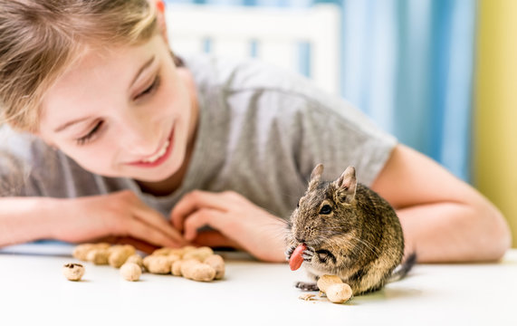 Young girl observe the degu squirrel eats nuts on white table