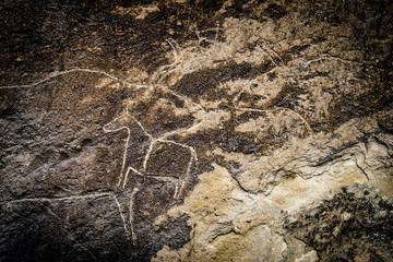 Cows on stone, petroglyph art. Exposition of Petroglyphs in Gobustan near Baku, Azerbaijan.