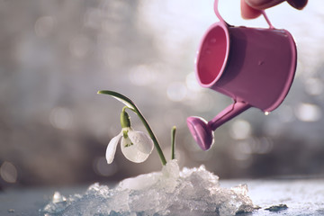 A flower of a snowdrop in melting snow and a small watering can of a watering flower.   © Ann Stryzhekin