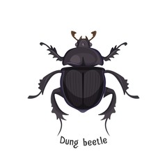 Black dung beetle that has strong unpleasant smell