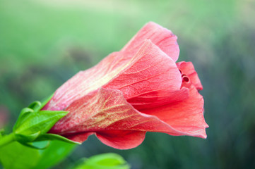 blooming magnolia in the garden