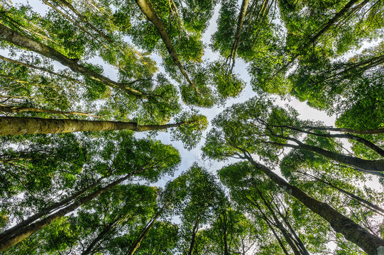  Arbres en contre-plong&eacute;e au jardin botanique de Bedugul, Bali.