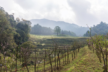 Naklejka premium Young cherry blossom tree in the plantation area.
