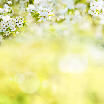 Spring background with cherry blossoms