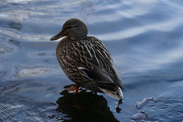 Femelle Colvert au bord de l'eau