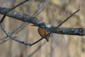 kingfisher, Alcedinidae, perched on branch beside pond in winter, morayshire, scotland