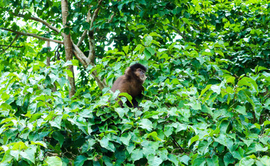 Scimmia nel parco naturale iguazu