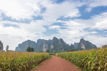 Dirt road in sugarcane field with the beautiful sky background,Thailand