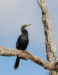 Double Crested Cormorant
