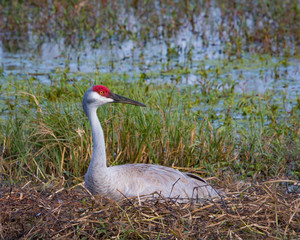 Sandhill Crane Nesting