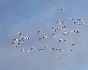 GIant Egret Flock