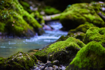 Mossy boulders in a river