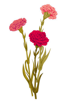 pink and red carnations on white background clip art preview