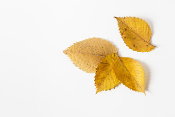 yellow autumn leaves.flat lay.space for text.template for design.white background.minimalist style.creative layout