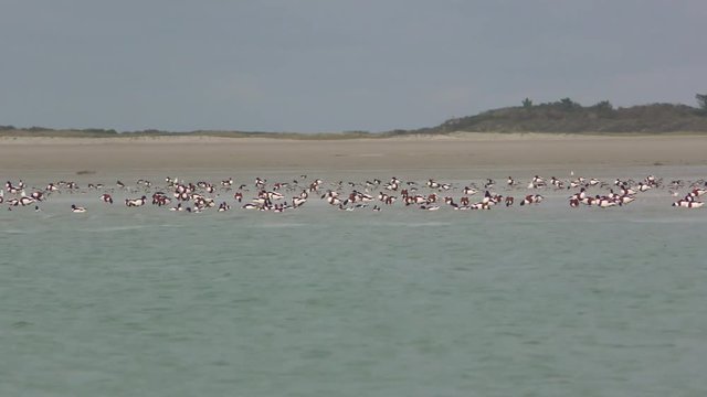 Oiseaux migrateurs en baie de Somme (Picardie, Hauts-de-France)