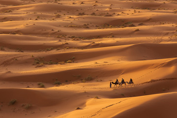 Fototapeta na wymiar Camels caravan in Desert Sahara in Morocco, dunes in background