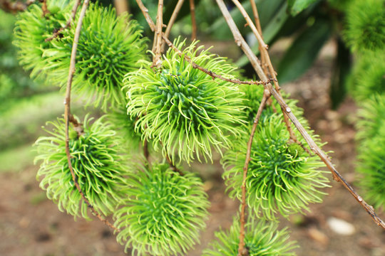 Thailand fruit picture.