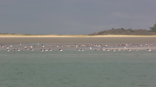 Oiseaux migrateurs en baie de Somme (Picardie, Hauts-de-France)