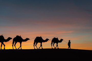 Silhouette of caravan in desert Sahara, Morocco with beautiful and colorful sunset in background - obrazy, fototapety, plakaty