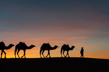 Fototapeten Silhouette of caravan in desert Sahara, Morocco with beautiful and colorful sunset in background © danmir12