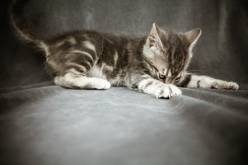 Gray and White Kitten