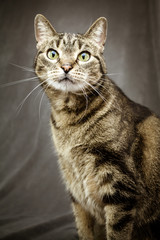 Obraz premium Tabby Cat