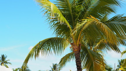 Obraz premium Palme auf den Florida Keys