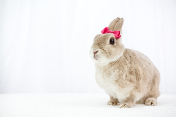 Rabbit With A Pink Bow
