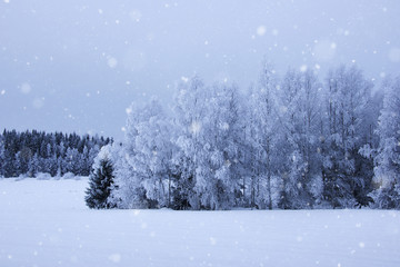 Snowy winter landscape with snowfall