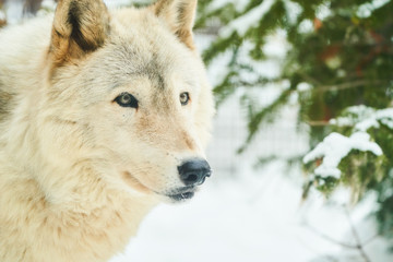 シンリンオオカミの顔