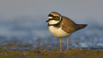Little ringed plover (Charadrius dubius)