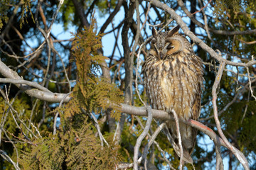 Long Eared Owl on fir tree
